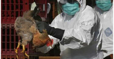 Épidémie de Grippe Aviaire à Niamey : les mesures drastiques pour contenir la maladie
