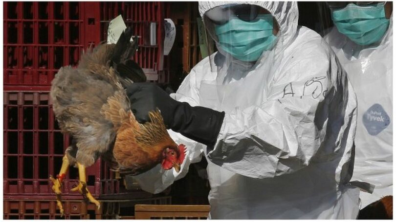 Épidémie de Grippe Aviaire à Niamey : les mesures drastiques pour contenir la maladie